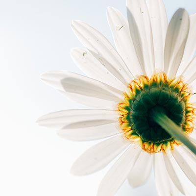 Top Level  Communication